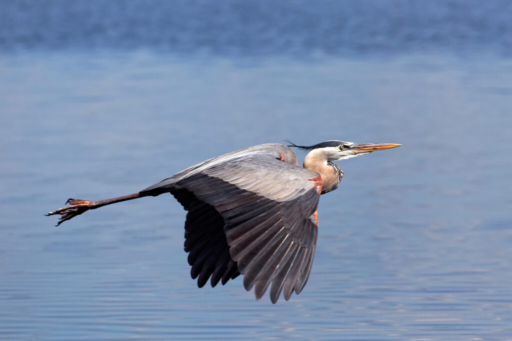 Blue Heron on a lake in Longmont CO