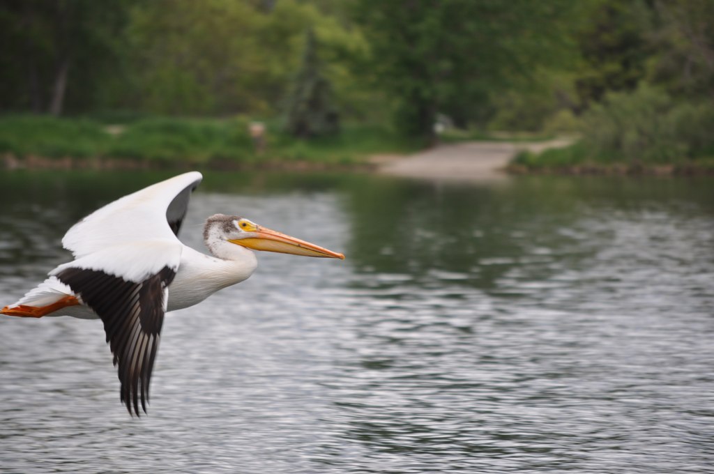 Pelican photographed at Golden Ponds, Longmont